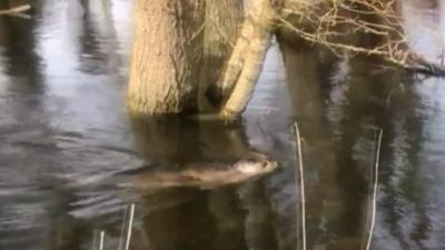 Seal stranded in river