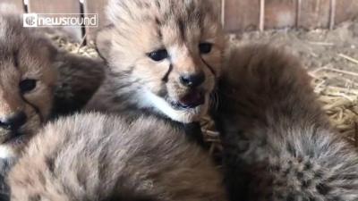 Cheetah cubs cuddling up together