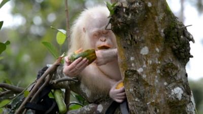 Alba the albino orangutan