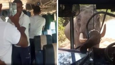 Elephant smashing through bus windscreen with its trunk UGC Via BBC News Sinhala