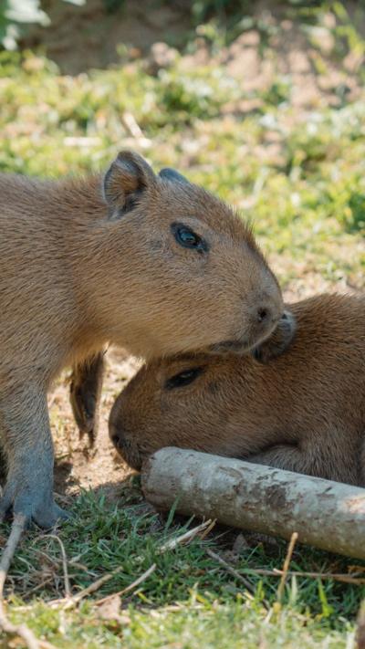 Two capybara sitting in the shade