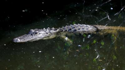 A crocodile swimming through green water
