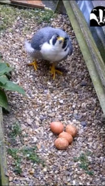 Peregrin falcon on cathedral roof with four eggs