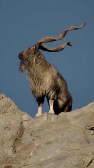 Markhor goat