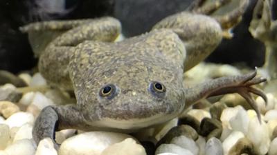 Image of a frog underwater