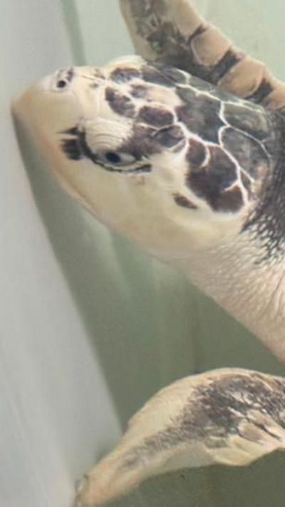 Rhossi the sea turtle