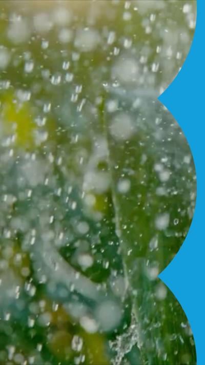 Rain drops falling and bouncing off big green leaves.