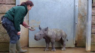 Belle the White Rhino