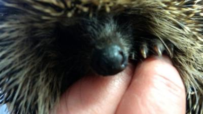 A rescued hedgehog