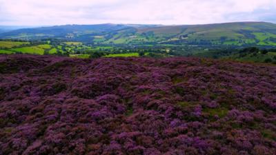 The purple heather can be seen in the Derbyshire Peak District