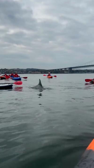 A dolphin swims in the water in between orange and blue kayaks.