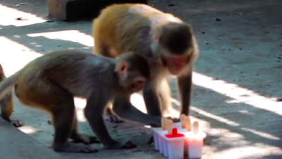 Animals beat the heat with fruit ice lollies at a Mumbai zoo