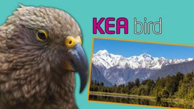 kea