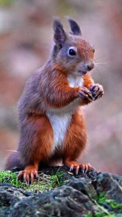 Red squirrel
