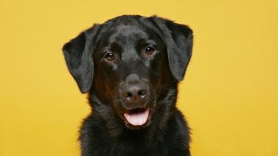 dog on a yellow background