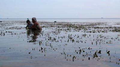 Seagrasses