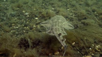 Angelshark