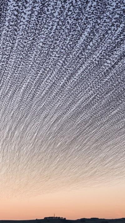 A flock of starlings flying across the sky.