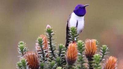 Ecuadorean hummingbird