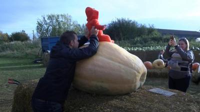 Giant pumpkin at Beluncle Farm