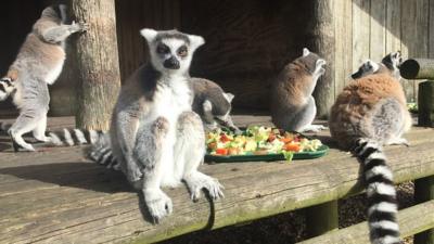 Lemurs eating