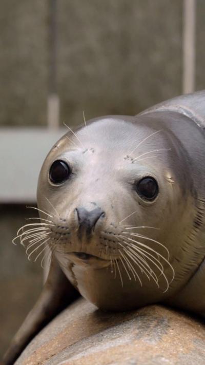 A seal sat on a piece of rock. It is facing the camera and is grey in colour with large black eyes. There is a grey wall in the background.