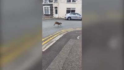 deer running in middle of road with houses behind