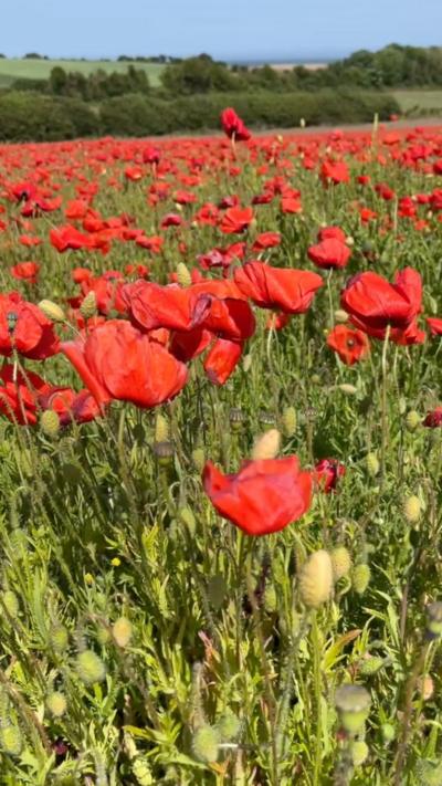 Red poppies in a field