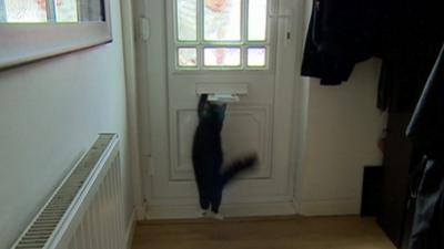 Bella the cat jumping at letterbox