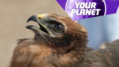 A bird of prey and the Your Planet logo