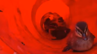 The ducklings were placed in a plastic traffic cone after being rescued by firefighters