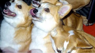 corgis on the red carpet