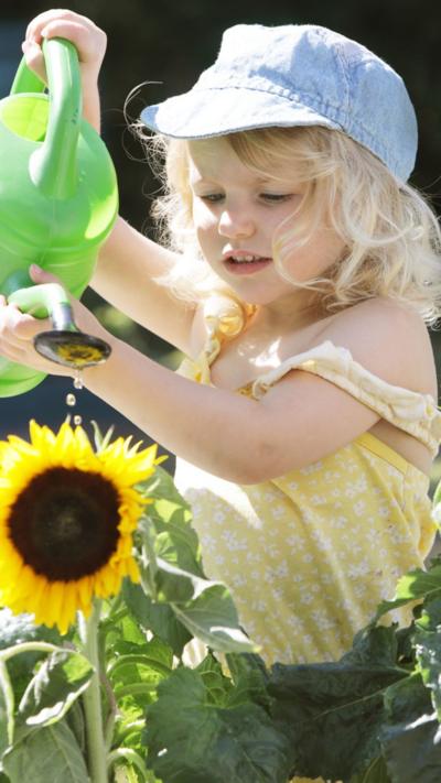 A young blonde girl water sunflowers with a green watering can