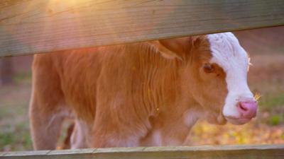 Jake the calf, who survived the slaughterhouse