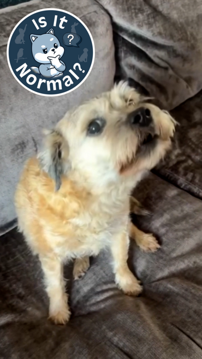 A dog howls in the image with our logo for this vet Q&A segment we call 'Is It Normal?'