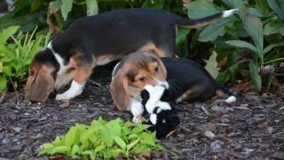 Two of seven puppies born through IVF