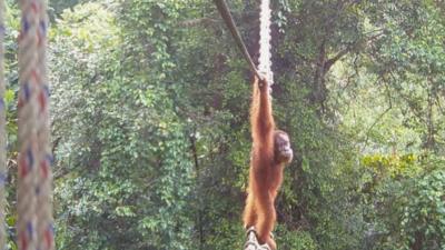 Orangutan crossing a bridge in the forest.