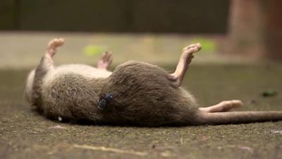 Dead rat in Birmingham garden