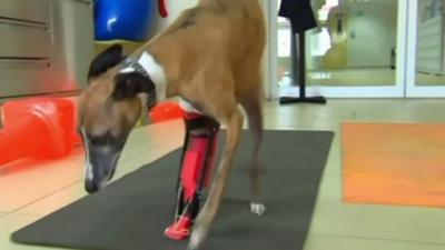 Bionic dog