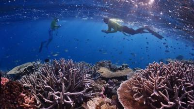 Two divers take part in the census