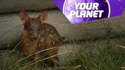 A baby pudu deer and the Your Planet logo