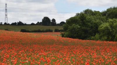 Field of poppies