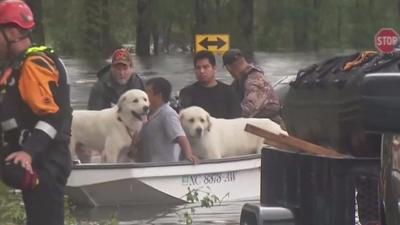 Dogs being rescued from floodwaters