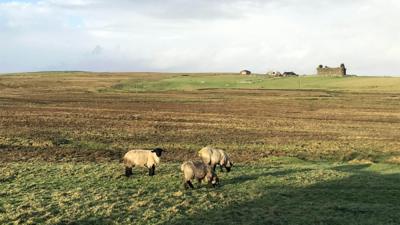 Sheep grazing in an otherwise empty Shetland field