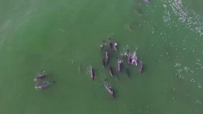 Watch these playful dolphins splashing around off the coast of South Africa.