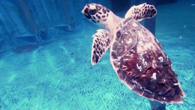 A turtle in a rehabilitation tank