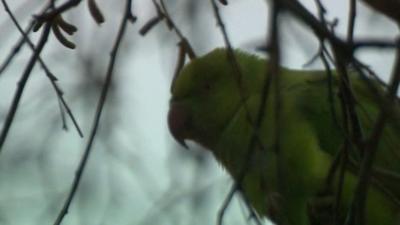 Parakeet