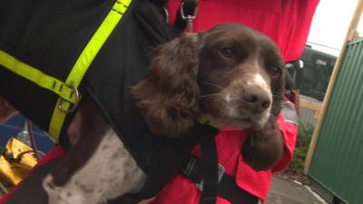 dog in harness