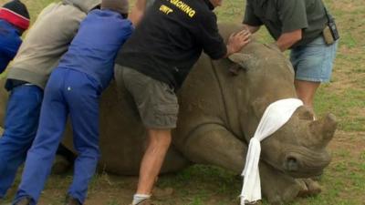 Rhino restrained by team of men