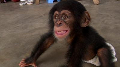 Baby chimp